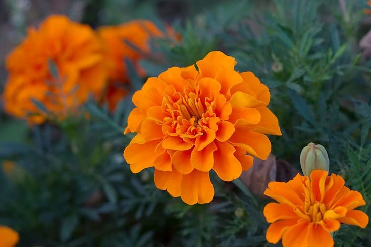Marigold flower extract lutein