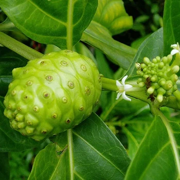 Morinda officinalis Morinda officinalis